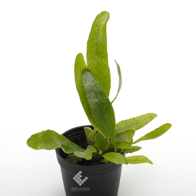 希少！】アグラオモルファ/ドリナリア/カザリシダ コロナンス 大株