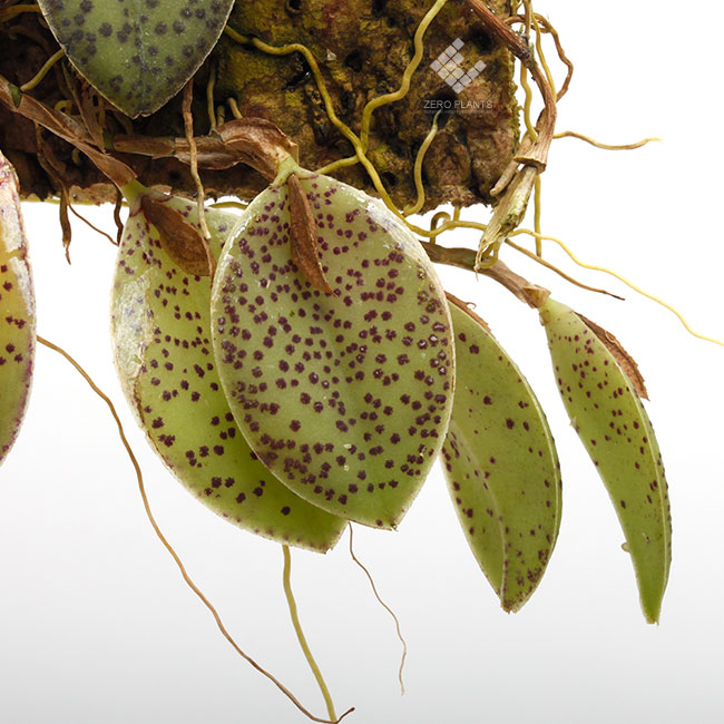 Pleurothallis dodsonii [ プレウロタリス・ドドソニー ] 【 PN190612
