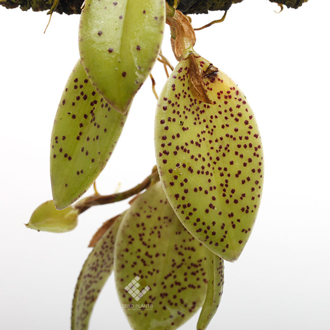Pleurothallis dodsonii [ プレウロタリス・ドドソニー ] 【 PN190612