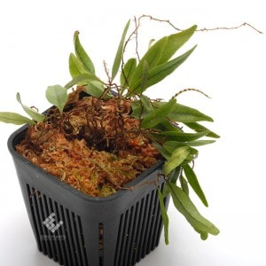 Microgramma piloselloides��[ �ߥ��������ޡ��ԥ��������ǥ� ]���� PN190619-04 ��