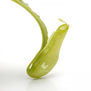 Nepenthes mirabilis var. echinostoma��[ �ͥڥ�ƥ����ߥ�ӥꥹ var. �����Υ��ȥ� ]���� Borneo Exotics / BE-3372 �ۡ� PN181130-24 ��