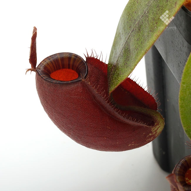 Nepenthes ampullaria 