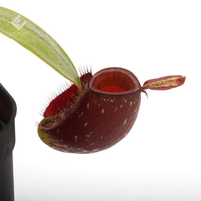 Nepenthes ampullaria 