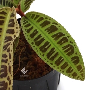 Emblemantha urnulata 