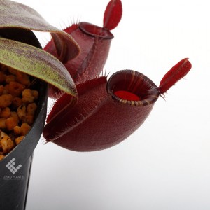 Nepenthes mirabilis var. globosa �� ampullaria 
