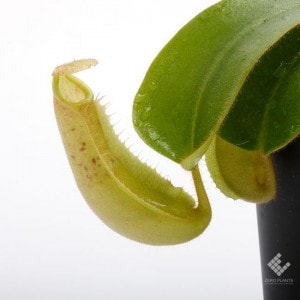 Nepenthes veitchii 