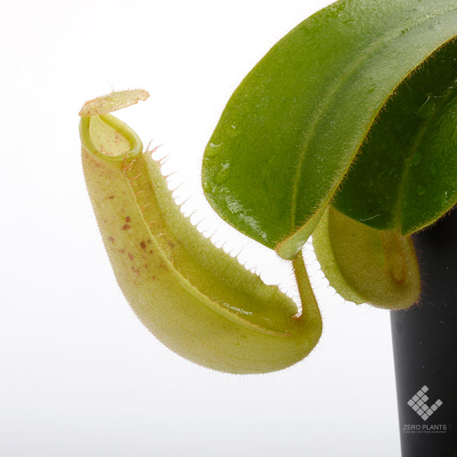 Nepenthes veitchii 