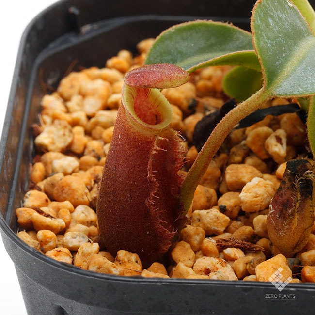 Nepenthes lowii 