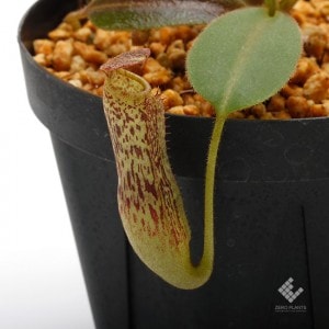 Nepenthes vogelii��[ �ͥڥ�ƥ����ܥ��꡼ ]���� Borneo Exotics / BE-3256 �ۡ� PN190122-33 ��