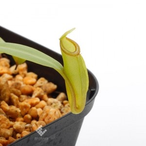 Nepenthes inermis / Gunung Gadut��[ �ͥڥ�ƥ������ͥ�ߥ� ]���� PN190808-12 ��