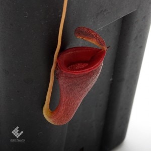 Nepenthes jamban��[ �ͥڥ�ƥ��������Х� ]���� Borneo Exotics / BE-3875 �ۡ� PN190122-08 ��