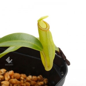 Nepenthes inermis / Gunung Gadut��[ �ͥڥ�ƥ������ͥ�ߥ� ]���� PN190808-16 ��