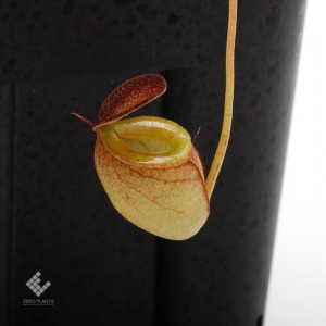 Nepenthes tenuis��[ �ͥڥ�ƥ����ƥ̥��� ]���� PN190808-17 ��
