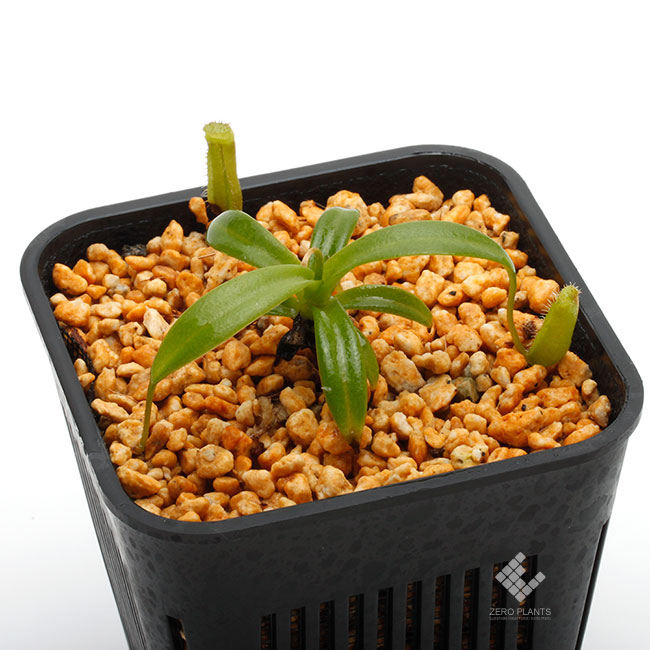 Nepenthes hamata × edwardsiana [ ネペンテス・ハマタ×エドワード