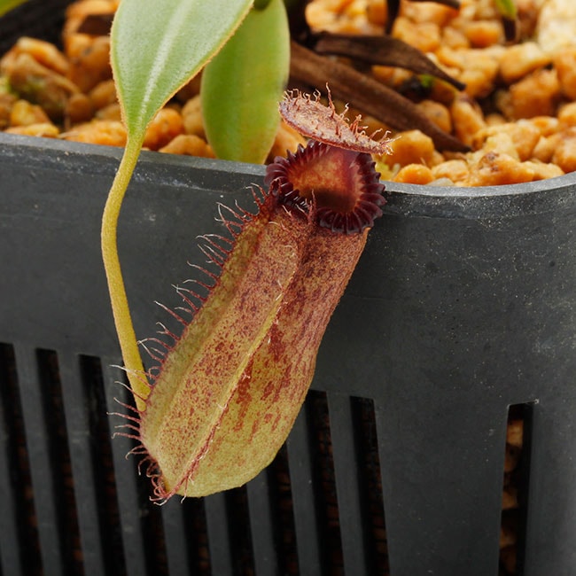 Nepenthes hamata × edwardsiana [ ネペンテス・ハマタ×エドワード