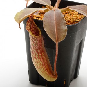 Nepenthes maxima 