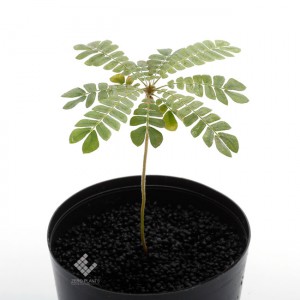 Biophytum sensitivum[ ӥեĥࡦ󥷥ƥ ] 1ݥåȡ Υ䥷ڤ褦ǲİ餷ȤƤ͵!! 