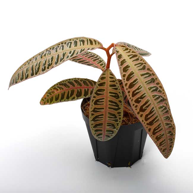 Emblemantha urnulata 