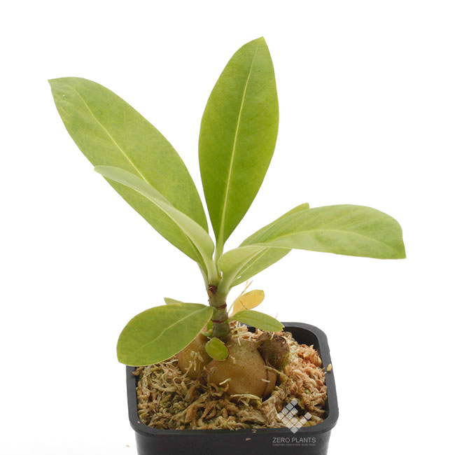 まさまる アリ植物 まさまる アリ植物 まさまる アリ植物 まさまる