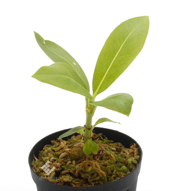 Anthorrhiza bracteosa ' Normanby ' [ アントルリザ・ブラクテオサ