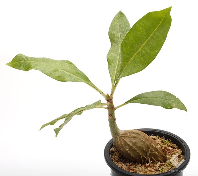 Myrmecodia tuberosa [ ミルメコディア・ツベローサ ] 【 PN190820-04 】