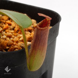Nepenthes veitchii x lowii��[ �ͥڥ�ƥ����ӡ��� x ���������� ]���� PN190820-05 ��