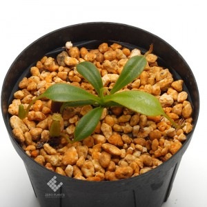 Nepenthes x trusmadiensis��[ �ͥڥ�ƥ����ȥ饹�ޥǥ����󥷥� ]���� PN190820-08 ��