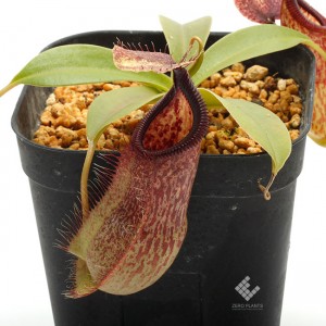 Nepenthes spathulata x hamata��[ �ͥڥ�ƥ������ѥ��饿�ߥϥޥ� ]���� Borneo Exotics / BE-3793 �ۡ� PN190122-64 ��