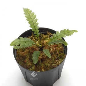 Blechnum obtusatum var. obtusatum | ブレクナム・オブツサタム var