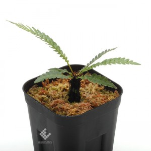Blechnum obtusatum var. obtusatum | ブレクナム・オブツサタム var