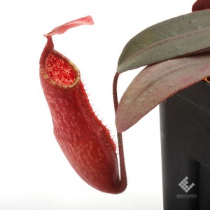 Nepenthes peltata��[ �ͥڥ�ƥ����ڥ륿�� ]���� Borneo Exotics / BE-3464 �ۡ� PN190122-31 ��
