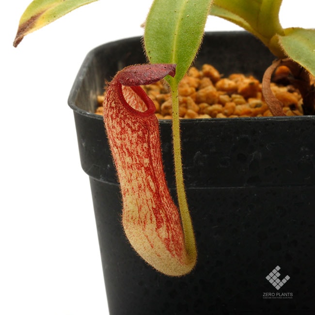 Nepenthes klossii [ ネペンテス・クロッシー ] 【 Borneo Exotics