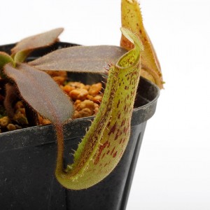 Nepenthes platychila ��[ �ͥڥ�ƥ����ץ�ƥ����� ]���� PN190913-13 ��
