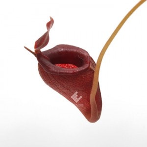 Nepenthes jacquelineae��[ �ͥڥ�ƥ������㥯����ͥ��� ]���� PN190913-14 ��