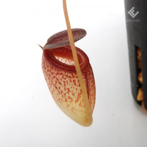Nepenthes tenuis 