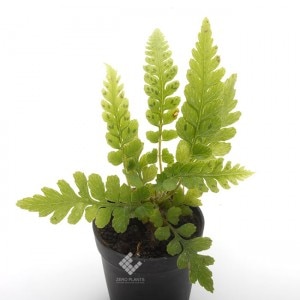 Deparia petersenii var. grammitoides��[ ���������� ]��1�ݥåȡ��� �ӥХꥦ�ࡢ�ѥ���ꥦ��˻Ȥ��䤹����ʪ ��
