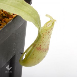Nepenthes mirabilis var. echinostoma��[ �ͥڥ�ƥ����ߥ�ӥꥹ var. �����Υ��ȥ� ]���� Borneo Exotics / BE-3372 �ۡ� PN181130-22 ��