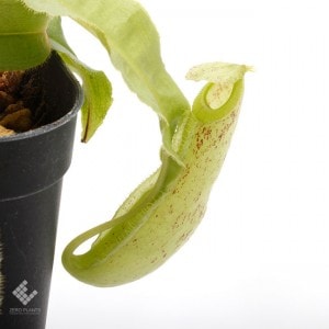 Nepenthes mirabilis var. echinostoma��[ �ͥڥ�ƥ����ߥ�ӥꥹ var. �����Υ��ȥ� ]���� Borneo Exotics / BE-3372 �ۡ� PN181130-26 ��