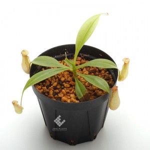 Nepenthes madagascarensis��[ �ͥڥ�ƥ����ޥ��������ꥨ�󥷥� ]���� Borneo Exotics / BE-3247 �ۡ� PN181130-35 ��