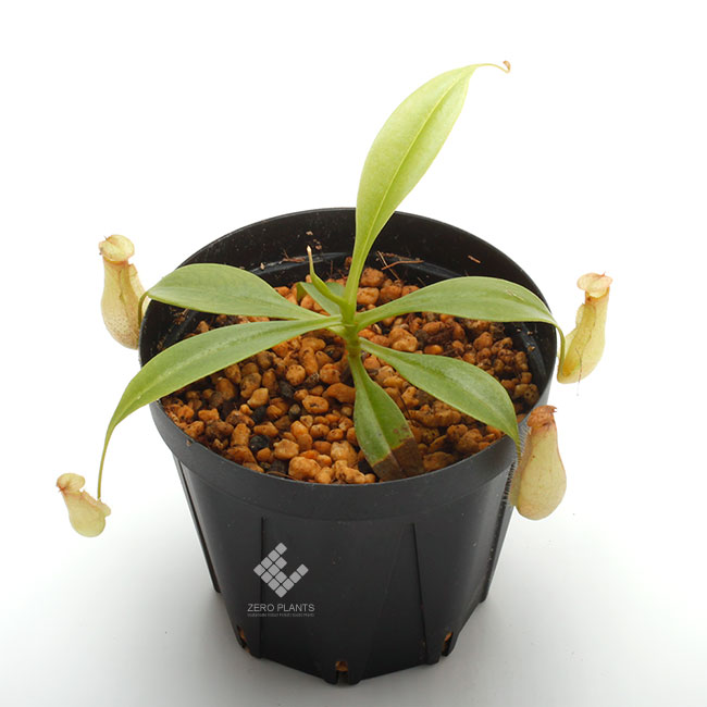Nepenthes madagascarensis [ ネペンテス・マダガスカリエンシス