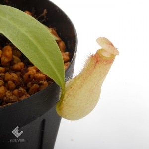 Nepenthes madagascarensis��[ �ͥڥ�ƥ����ޥ��������ꥨ�󥷥� ]���� Borneo Exotics / BE-3247 �ۡ� PN181130-39 ��