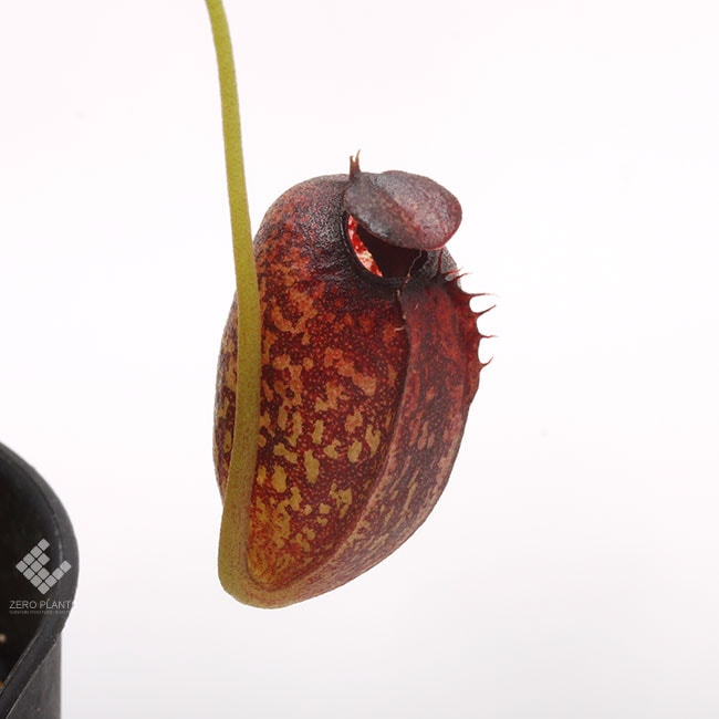 トロエントープ サボ ネペンテス 極美品】トロエントープ サボ