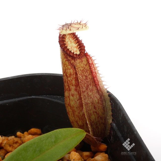 ネペンテス ハマタ Nepenthes hamata
