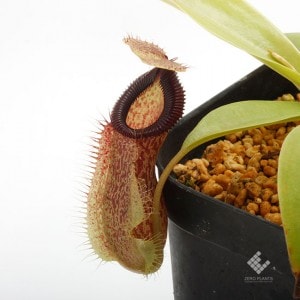 Nepenthes spathulata x hamata��[ �ͥڥ�ƥ������ѥ��饿�ߥϥޥ� ]���� Borneo Exotics / BE-3793 �ۡ� PN190122-65 ��
