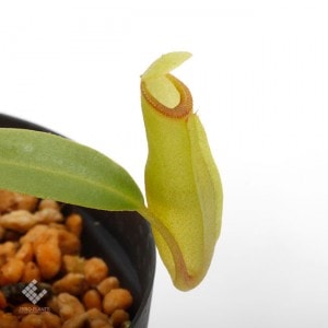 Nepenthes inermis / Gunung Gadut��[ �ͥڥ�ƥ������ͥ�ߥ� ]���� PN191004-15 ��