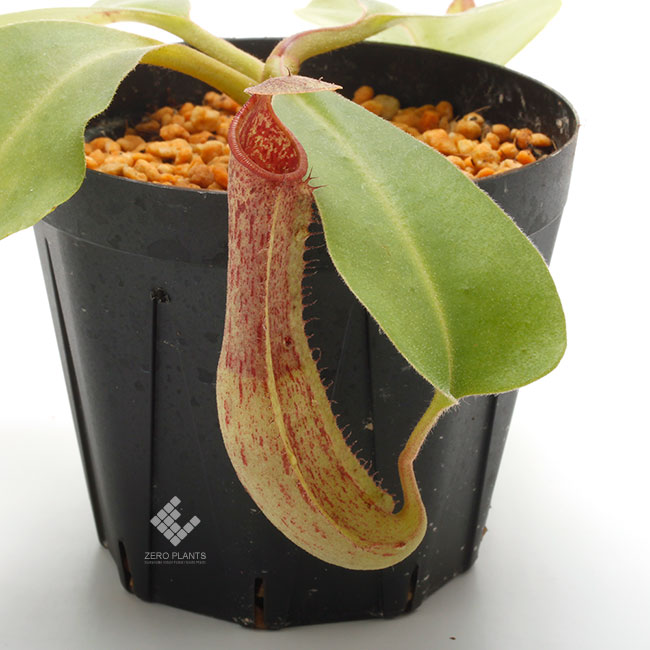 Nepenthes maxima x truncata [ ネペンテス・マキシマ×トランカータ