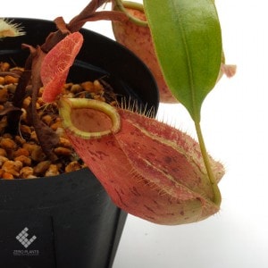 Nepenthes hookeriana 