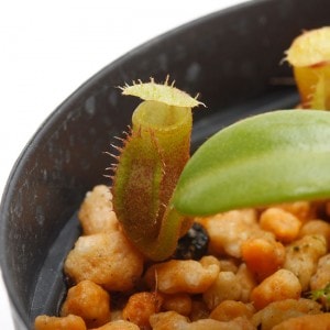 Nepenthes macrophylla��[ �ͥڥ�ƥ����ޥ����ե��� ]���� PN191018-01 ��