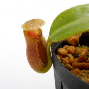 Nepenthes macrophylla��[ �ͥڥ�ƥ����ޥ����ե��� ]���� PN191018-02 ��