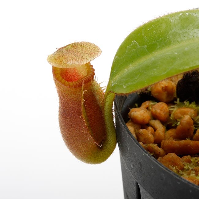 Nepenthes macrophylla [ ネペンテス・マクロフィラ ] 【 PN191018-02